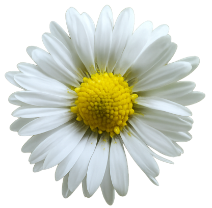 White daisy flower — Garden Like a Master