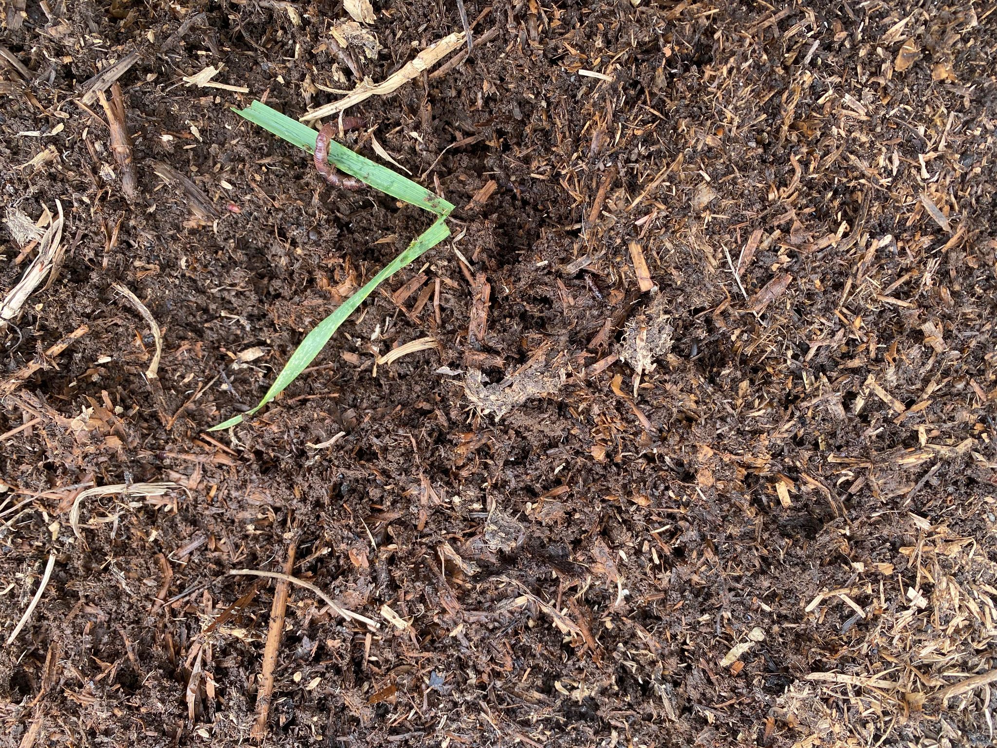 Composting horse manure Garden like a Master